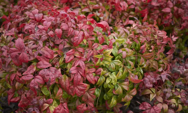 Feuillage dense de bambou sacré, mêlant des teintes rouges flamboyantes à des verts plus discrets, évoquant la beauté de la nature.
