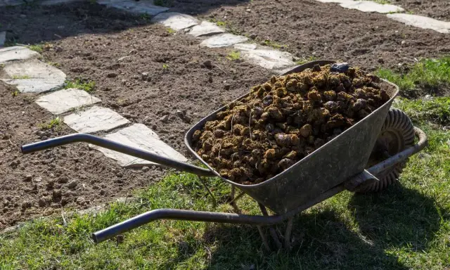 Brouette remplie de fumier de cheval, prête à fertiliser le potager. Le chemin de dalles de pierre serpente dans la terre labourée.