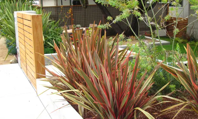 Plantes de lin de Nouvelle-Zélande aux feuilles rouges et vertes, près d'un mur en bois moderne.