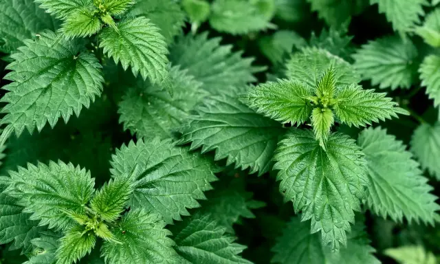 Feuilles d'ortie vertes et dentelées, prêtes pour l'utilisation du purin d'ortie au jardin.