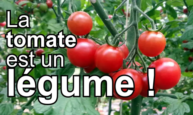 Grappe de tomates rouges mûres sur leur pied. La tomate est un légume, pas un fruit, selon la cuisine.