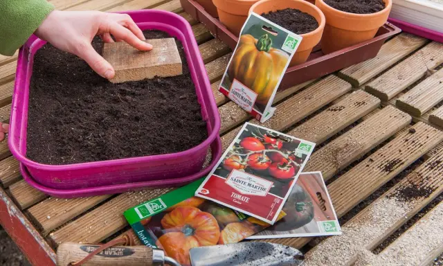 Préparation des semis de tomates. Une main tasse la terre dans un bac rose, entourée de sachets de graines et de petits pots.