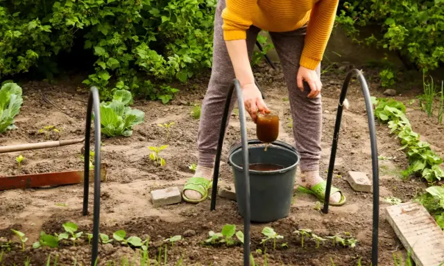 Une personne arrose des jeunes plants avec un liquide brun, probablement un engrais naturel, dans un potager.