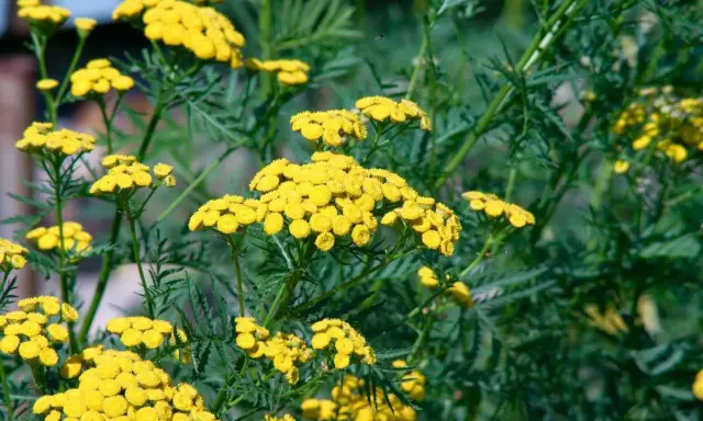 Fleurs jaunes vives de tanaisie, une plante souvent utilisée pour son purin de tanaisie aux propriétés répulsives.