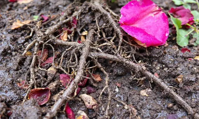 Gros plan sur les racines d'un rosier dans un terreau humide, parsemé de pétales de roses roses et rouges.