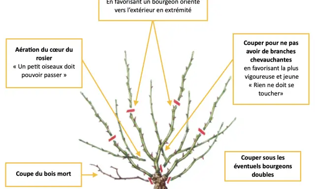Illustration d'un rosier avec des indications de taille sur ses branches.
