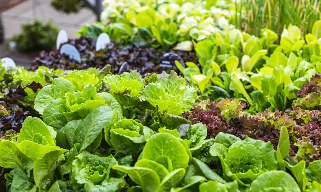 Des salades vertes et rouges prêtes à être plantées. Un assortiment coloré pour un potager gourmand.