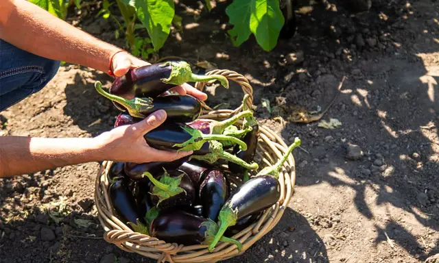 Mains remplies d'aubergines fraîchement cueillies, prêtes à être déposées dans un panier en osier. La récolte de la plant aubergine est abondante.