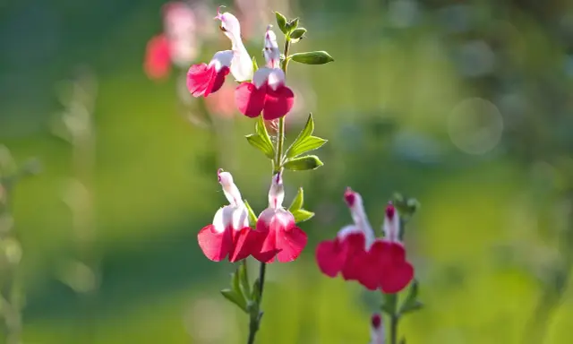 Fleurs bicolores de sauge arbustive, rouge et blanc, sur fond vert flou.
