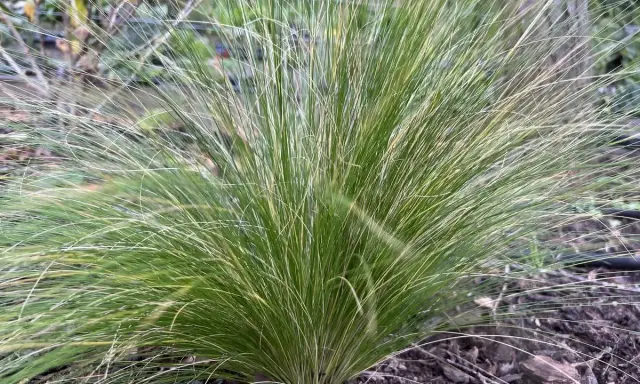 Une touffe d'herbe verte aux fines feuilles retombantes, comme des cheveux d'ange, pousse sur un sol couvert de mousse et de feuilles mortes.