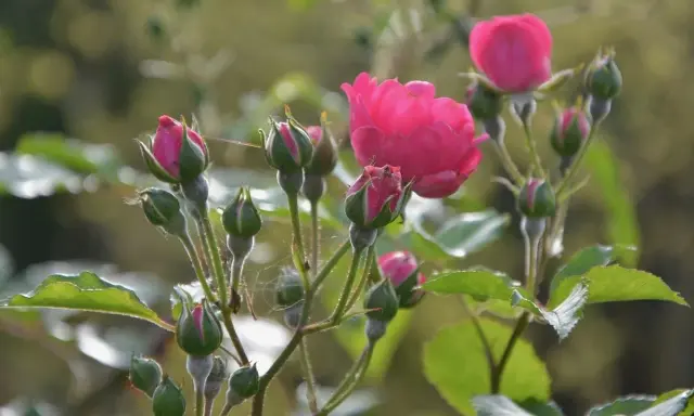 Boutures de rosier en pleine croissance, avec des bourgeons verts et quelques fleurs roses écloses.