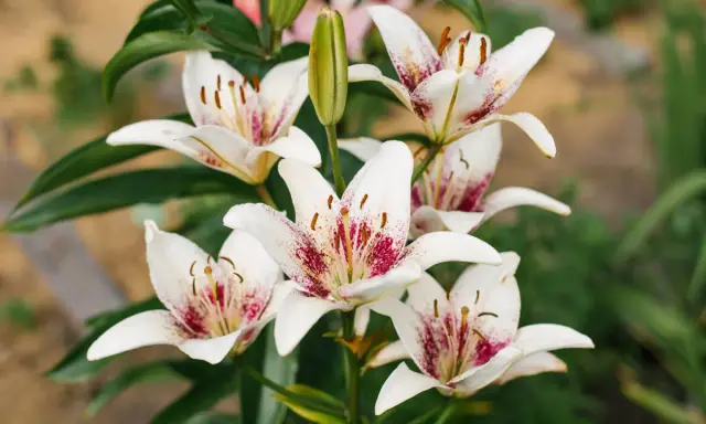Un bouquet de lys asiatiques blancs aux pétales tachetés de pourpre, avec un bouton floral vert au centre.