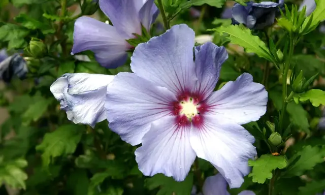Fleurs d'hibiscus bleues et violettes, avec des détails sur l'entretien et la floraison.