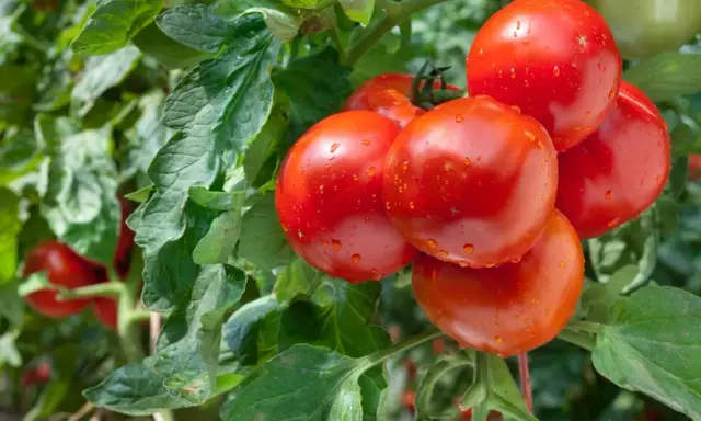 Grappe de tomates anciennes, rouges et juteuses, couvertes de gouttelettes d'eau, sur un plant verdoyant.
