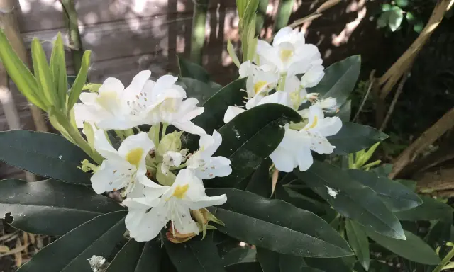 Gros plan sur des fleurs de rhododendron blanches avec des touches de jaune, sur fond de feuillage vert foncé et de bambou.