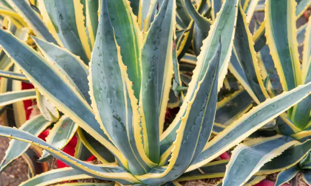 Gros plan sur une plante agave aux feuilles charnues, vertes et bleutées, bordées de jaune vif. Ses épines rouges ajoutent une touche de couleur.