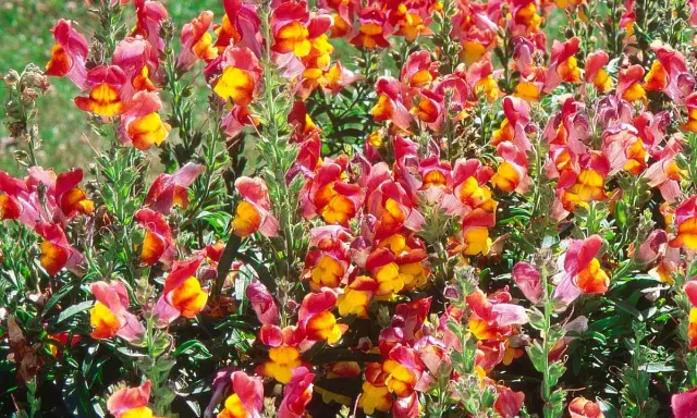 Un parterre de muflier fleur aux couleurs vives, mêlant le rose, le rouge et le jaune, illumine le jardin.