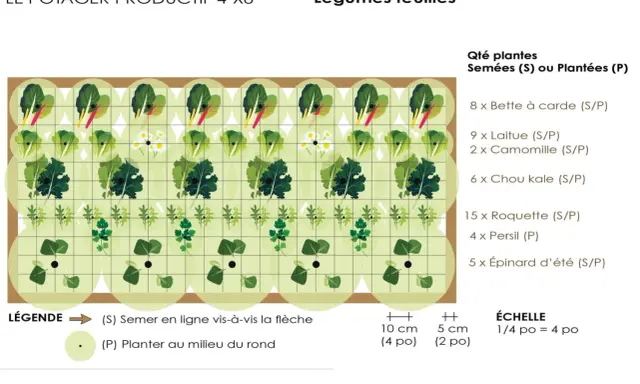 Tableau d'association de légumes pour un potager productif : laitues, bettes, chou kale, roquette, persil, épinards et camomille.