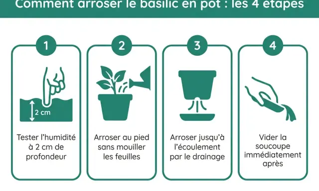 Guide en 4 étapes pour l'arrosage du basilic en pot : tester l'humidité, arroser au pied, jusqu'au drainage, puis vider la soucoupe.