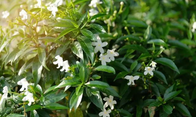Bouture de jasmin aux petites fleurs blanches épanouies, baignée de soleil.