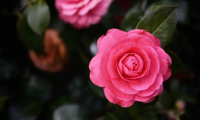 Gros plan d'une fleur de camélia rose vif avec des pétales en couches, sur fond de feuillage sombre.