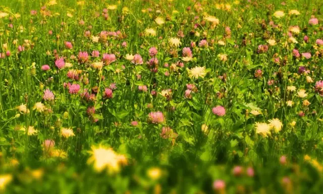 Un gazon fleuri sans tonte, où des trèfles roses et des fleurs jaunes sauvages dansent parmi l'herbe haute.