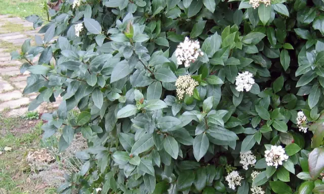 Gros plan sur un laurier tin aux feuilles vertes foncées et aux grappes de fleurs blanches. La taille de ce laurier tin est parfaite pour un petit jardin.