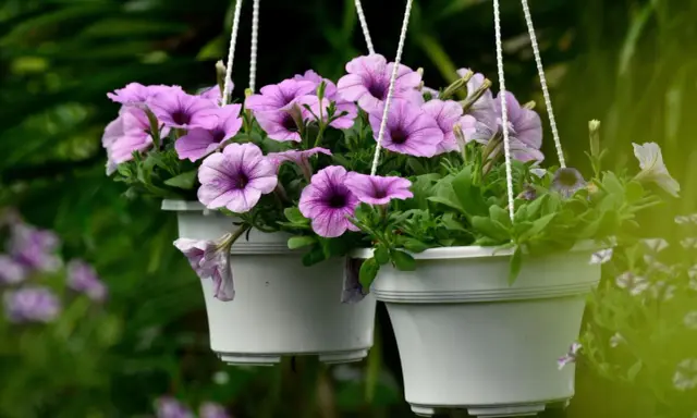 Deux pots suspendus débordent de semis de pétunias aux fleurs violettes et roses, créant un spectacle coloré dans le jardin.
