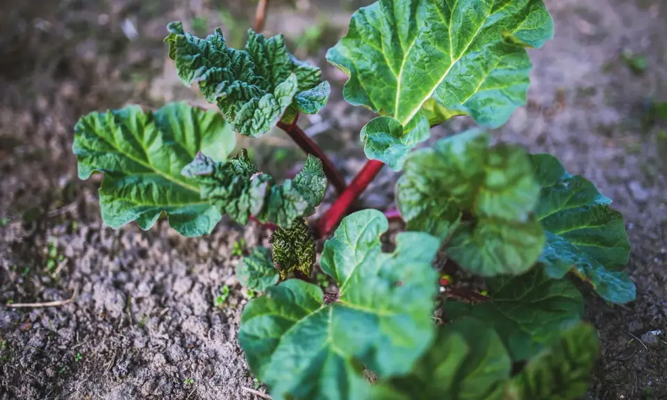 Jeune plant de rhubarbe aux feuilles vertes et nervurées, tiges rouges. Le purin de rhubarbe est un excellent engrais naturel.