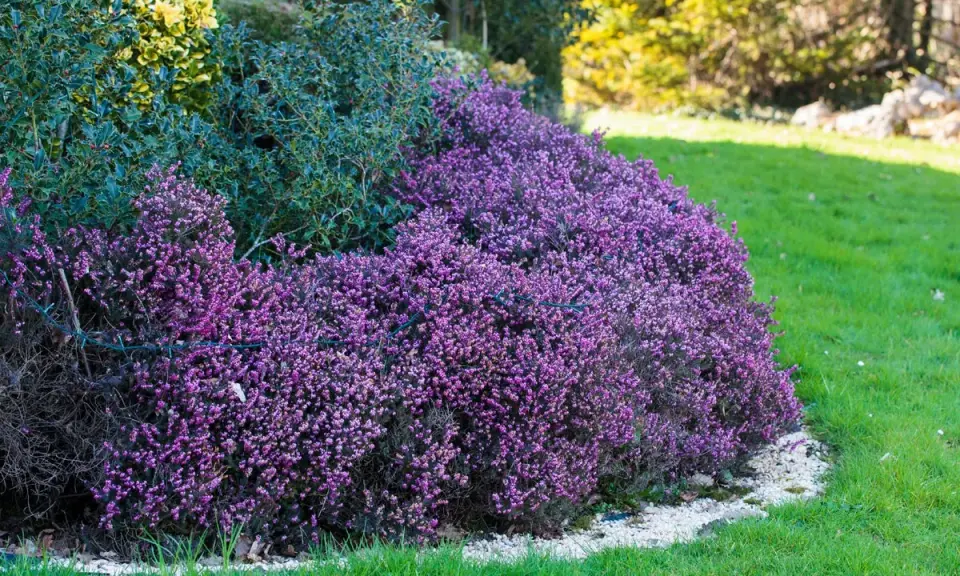 Un tapis de fleurs d'hiver violettes, des bruyères, bordent une pelouse verte et des arbustes persistants.