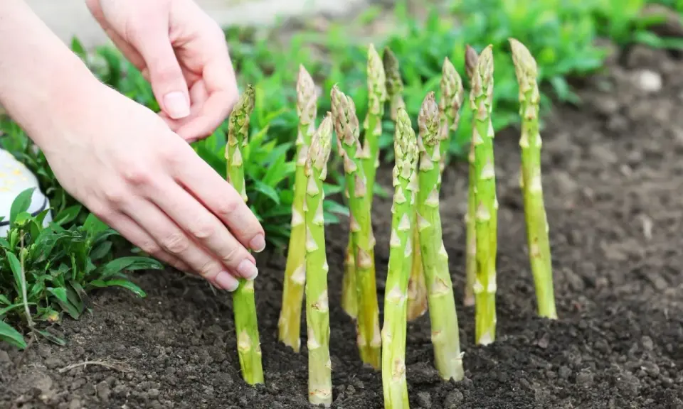 Mains douces ajustant une jeune asparagus plante dans la terre. Les tiges vertes pointent vers le ciel, prêtes à pousser.