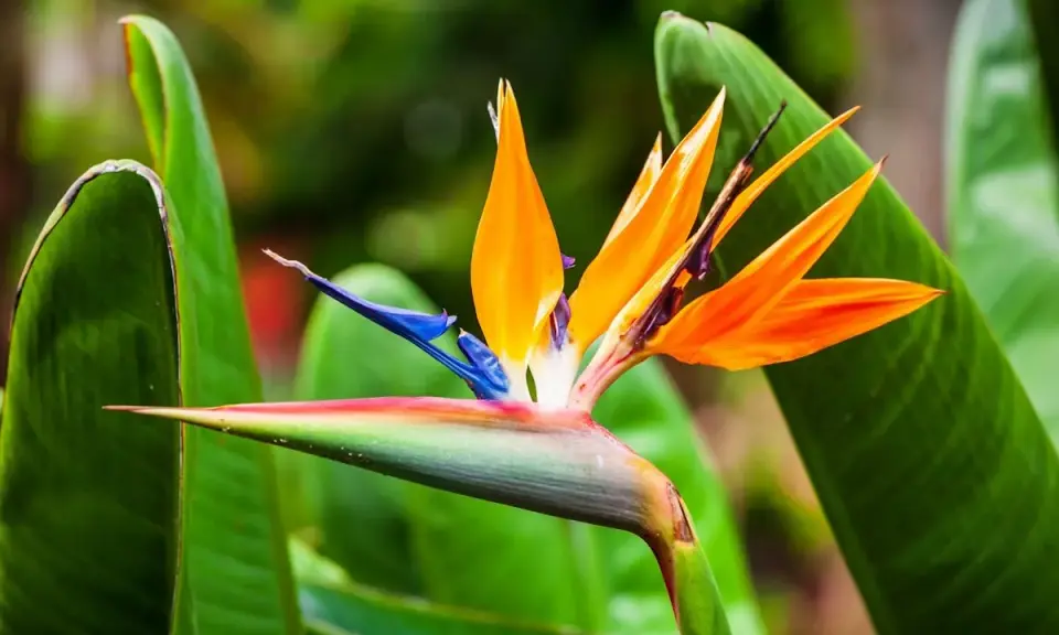 Fleur d'oiseaux du paradis aux couleurs vives, orange, bleu et verte, se détachant sur un fond de feuilles luxuriantes.