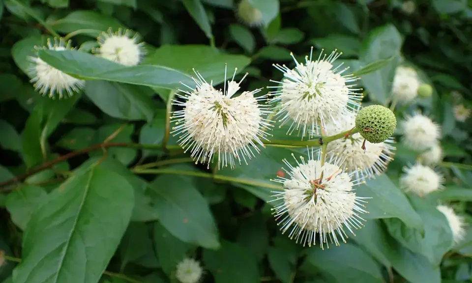 Fleurs blanches en forme d'étoiles sur un arbuste ombre persistant, avec des feuilles vertes luxuriantes.
