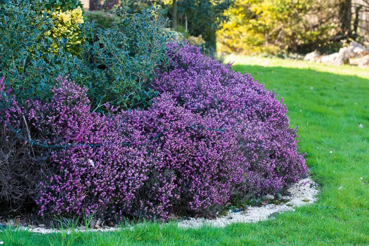 Un tapis de fleurs d'hiver violettes, des bruyères, bordent une pelouse verte et des arbustes persistants.