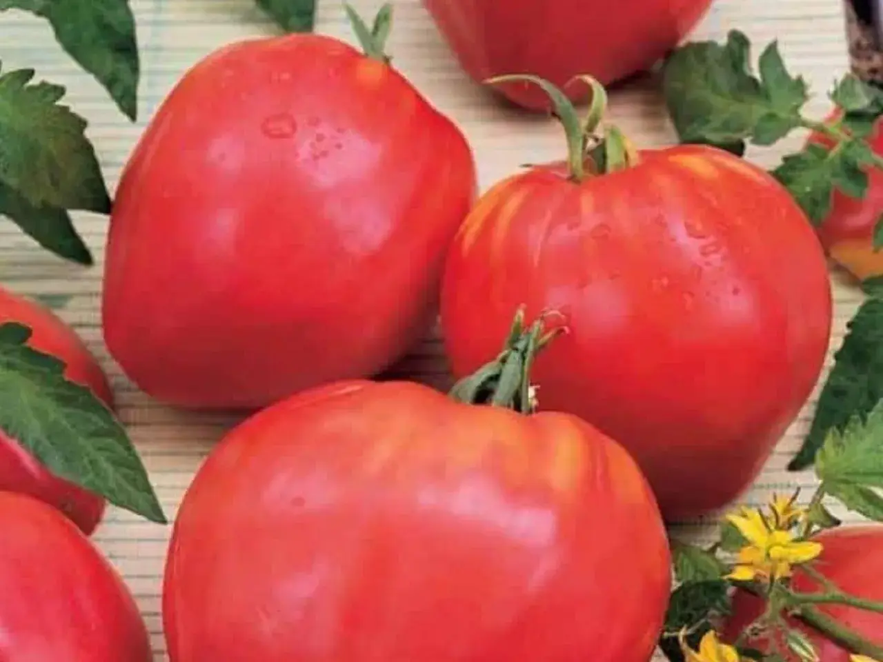 Gros plans sur des tomates cœur de bœuf rouges et juteuses, certaines avec des gouttes d'eau, entourées de feuilles vertes et de petites fleurs jaunes.