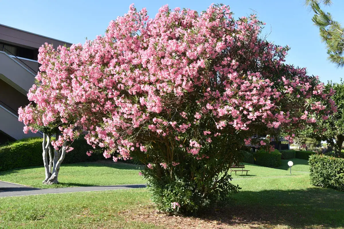 Un arbuste de laurier rose en pleine floraison, avec ses grappes de fleurs roses vives, se dresse fi&egrave;rement dans un jardin verdoyant.