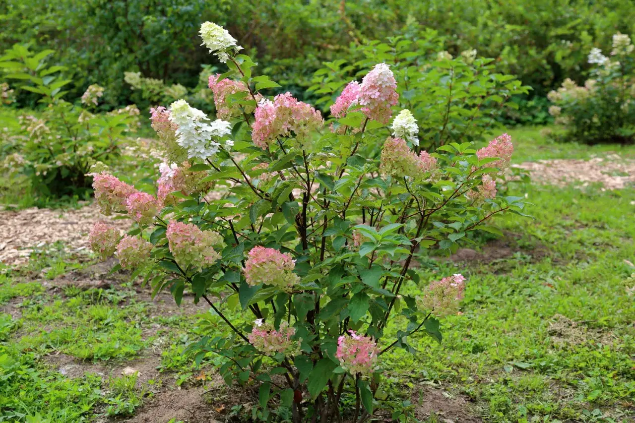 Un arbuste d'hortensia panicul&eacute; aux fleurs roses et blanches, plant&eacute; dans une terre pour hortensia.