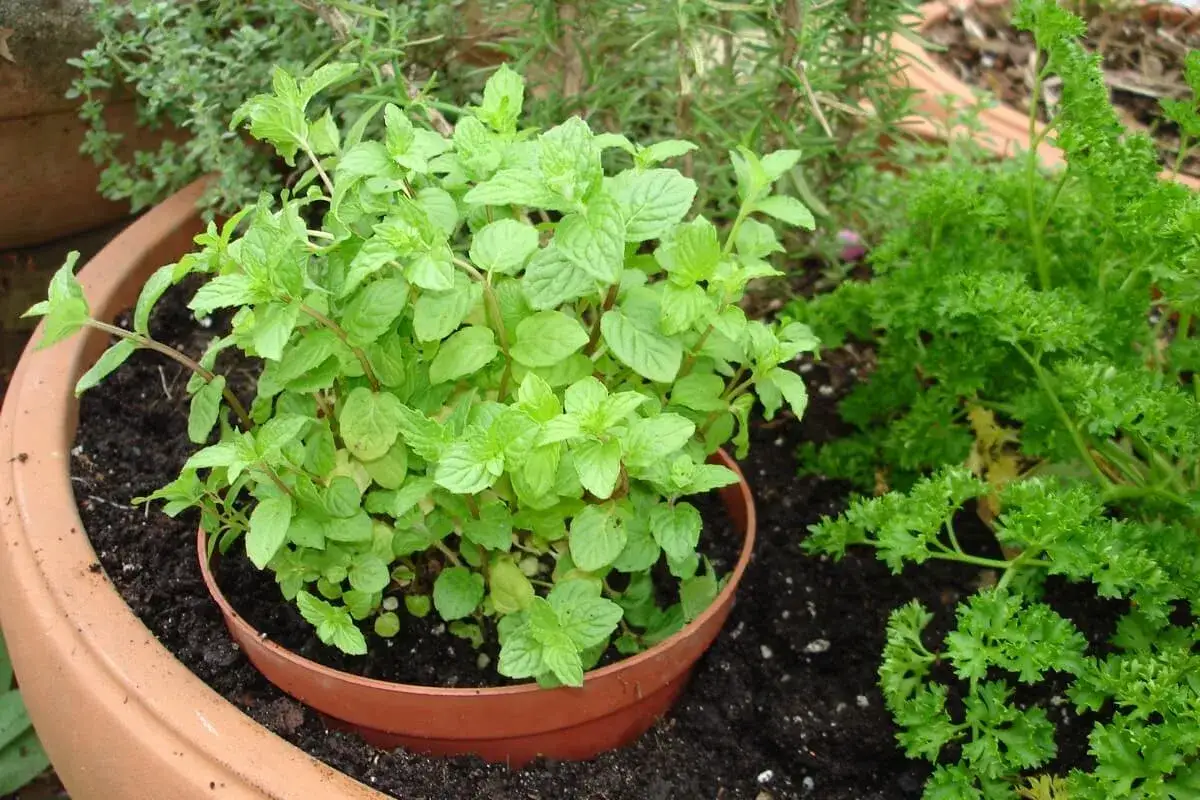 Un pot de menthe fraîche et parfumée, prête à aromatiser vos plats. À côté, du persil frisé.