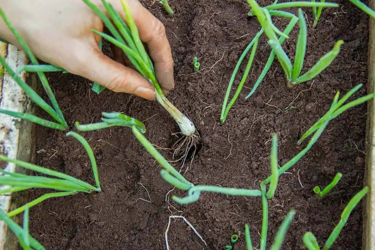 Main d'une personne en train de planter des poireaux dans un potager.