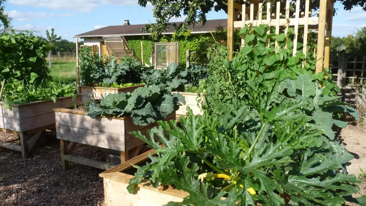 Un potager luxuriant avec des bacs en bois. Au premier plan, des feuilles de courgette découpées, suggérant la culture de courgette en hauteur. Des choux et des haricots grimpent sur une structure en bois.