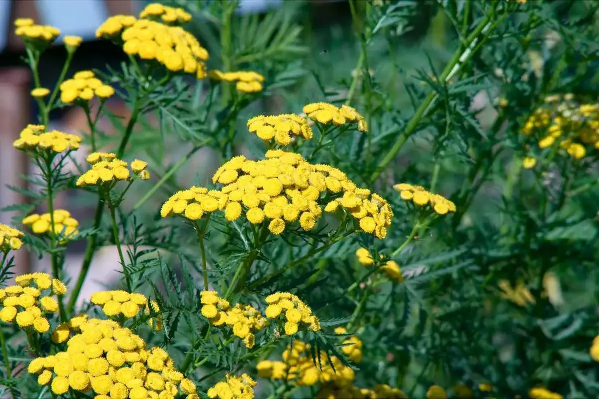 Fleurs jaunes vives de tanaisie, une plante souvent utilis&eacute;e pour faire du purin de tanaisie, repoussent les insectes ind&eacute;sirables.