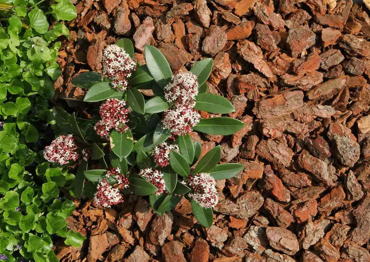 Un arbuste &agrave; fleurs rouges et blanches, entour&eacute; de paillis d'&eacute;corce. Un bon rhododendron entretien pour un jardin fleuri.