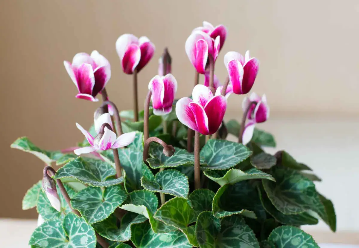 Un bouquet de cyclamens aux fleurs roses et blanches, parfait pour un entretien facile en intérieur.