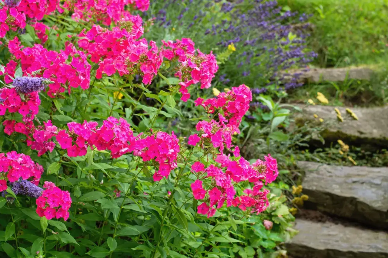 Fleurs vivaces plein soleil, des phlox roses &eacute;clatants bordent un chemin de pierres.