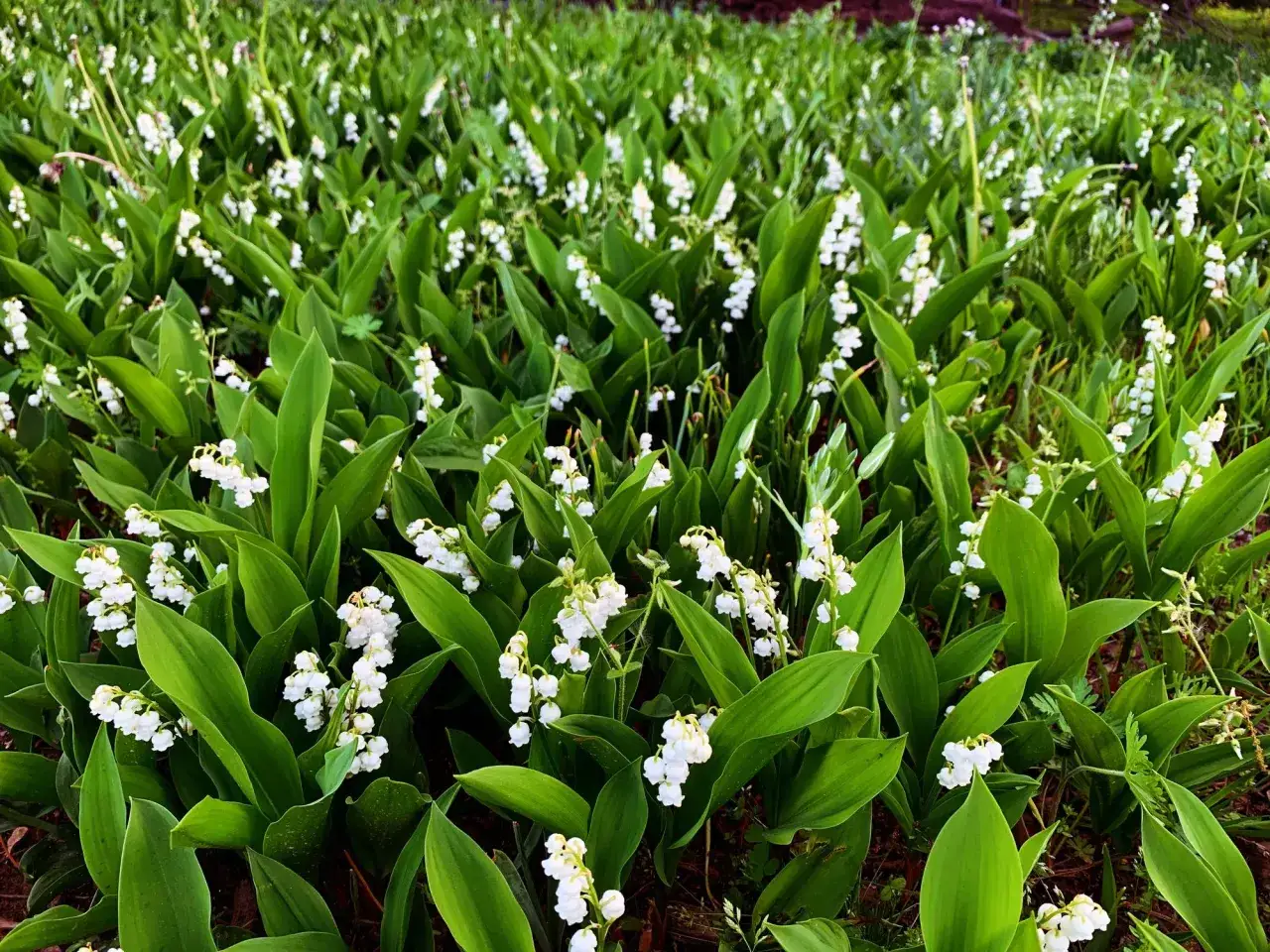 Un champ de muguet en pleine floraison, prêt à être replanté. Les clochettes blanches délicates émergent de feuilles vertes luxuriantes.