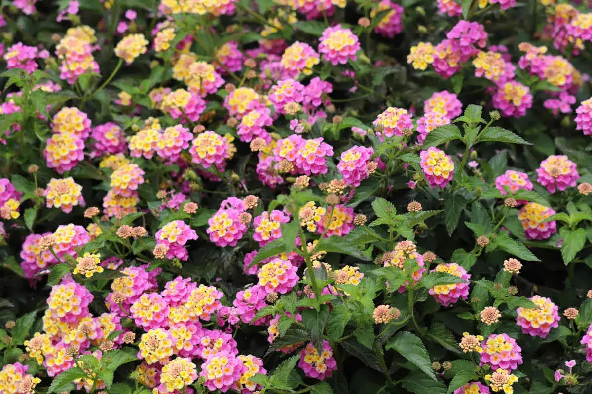 Un parterre de lantana camara aux grappes de fleurs roses et jaunes &eacute;clatantes, un spectacle color&eacute; dans le jardin.