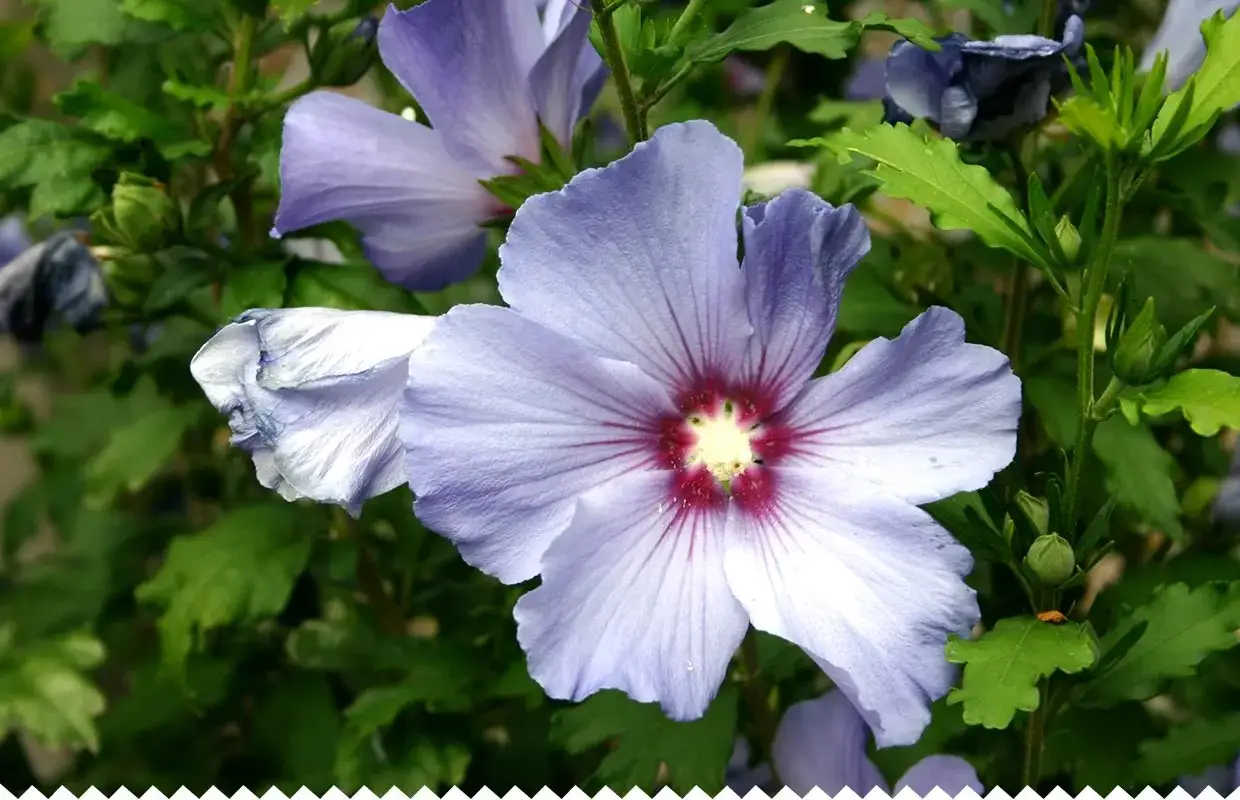 Fleurs de hibiscus syriacus bleues et violettes, avec un cœur rouge profond, sur fond de feuilles vertes.