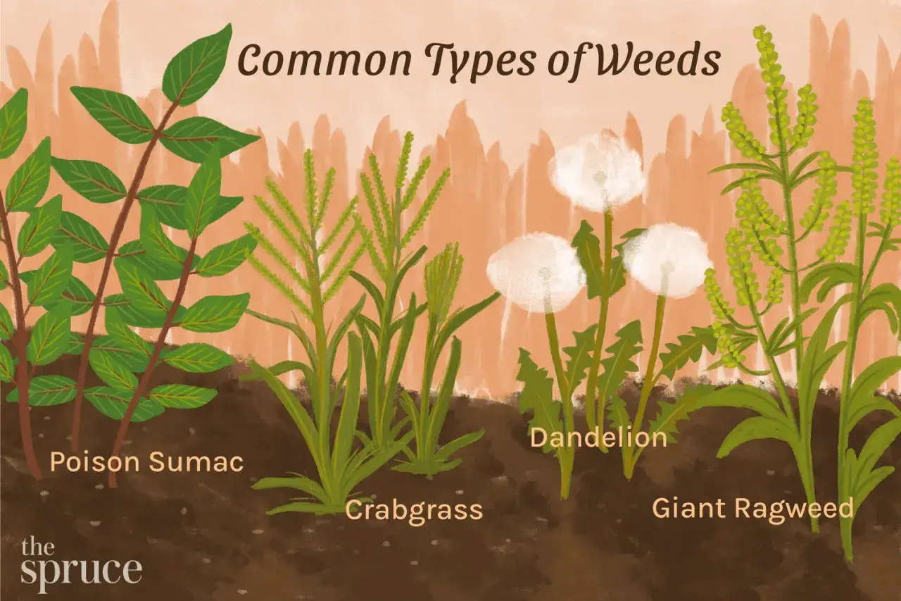 Illustration de mauvaises herbes de jardin : sumac vénéneux, chiendent, pissenlit et ambroisie géante.