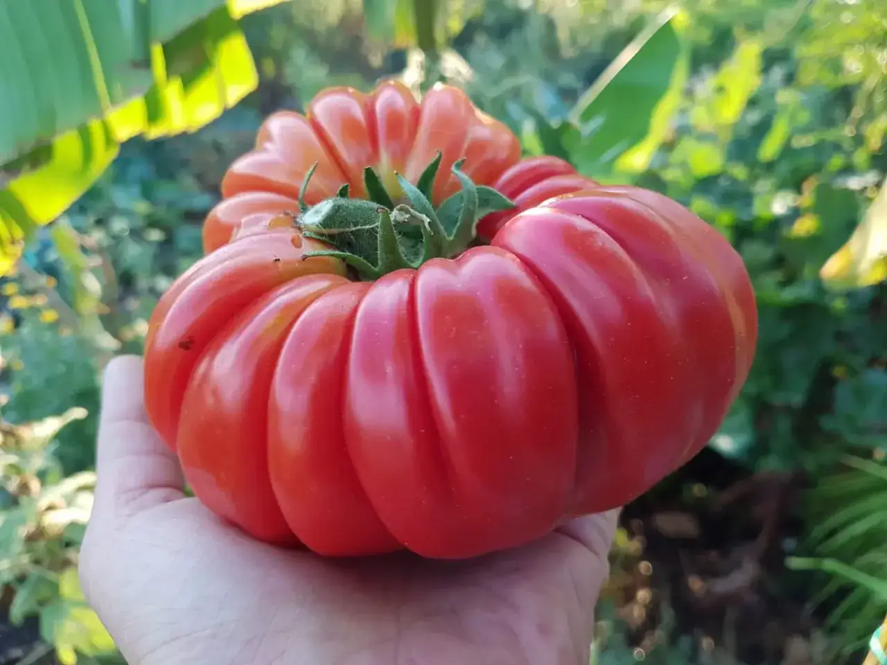 Une main tient une grosse tomate ancienne rouge vif, aux formes irrégulières et côtelées, dans un jardin ensoleillé.