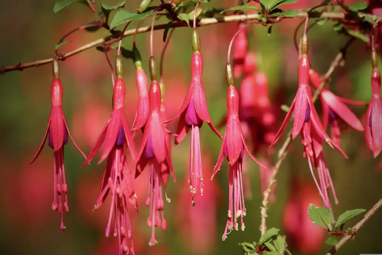 Grappe de fleurs fuchsia pendantes, aux p&eacute;tales roses vifs et aux c&oelig;urs violets, sur fond flou de la m&ecirc;me plante.